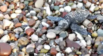 Baby Caretta Carettas On A Compelling Journey İn Southern Turkey