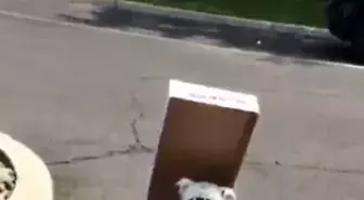 Ağzıyla Karton Tutan Şapşal Köpeğin Önünü Görememesi