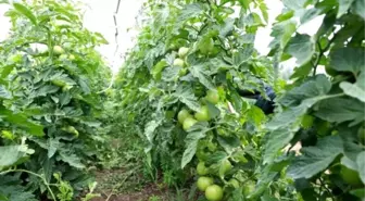 Bolu Ziraat Odası, Bebek Meyve Ormanını Ziyaret Etti