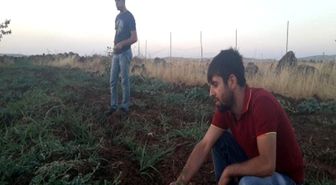 Tarlada 10 Kuruş Bile Değeri Kalmadı