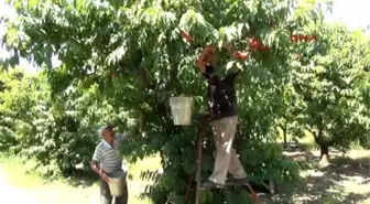 Tokat'taki Şeftali Üreticilerinin 'Terör' Endişesi