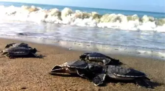 Caretta Massacre Seen To Occur Under State Permission'