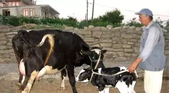 Şap Aşısı Yaptırmayana 7 Bin 321 TL Ceza