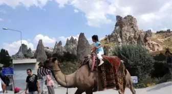 Video) Camel-trekking Tours Mesmerize Domestic, Foreign Tourists İn Nevsehir