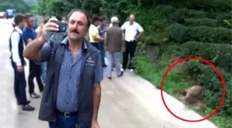 İğneyle Bayıltılan Ayının Yanına Gidip Selfie Çektiler