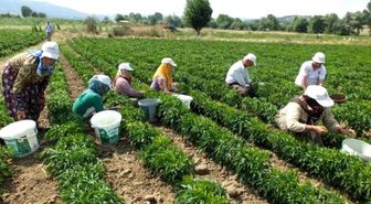 Turşuluk Acı Biber İvrindili Çiftçinin Yüzünü Güldürdü