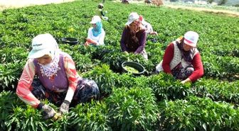 Turşuluk Acı Biber Çiftçileri Sevindirdi