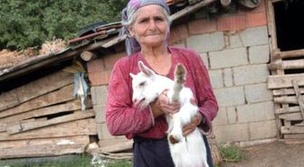 13 Günlük Oğlak Süt Verdi