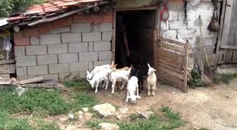 Çanakkale'de 13 Günlük Oğlaklar Süt Veriyor