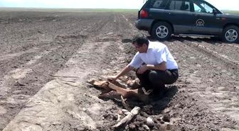 Tarlasını Sürerken 'Antik Fil Fosili' Buldu - K.
