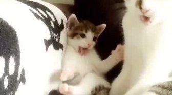 Annesini Taklit Etmeye Çalışan Minnoş Kediden Sevimlilik Patlaması