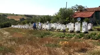 Türkiye'nin 'Arıcılık Eğitimi' Yeniden Şekilleniyor