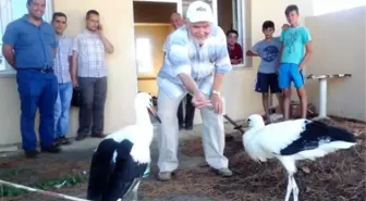 Yuvadan Düşen Leylek Yavrularına Mahalleli Sahip Çıktı