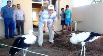 Yuvasından Düşen Leylek Yavrularına Sahip Çıktılar