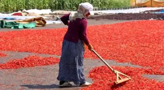 Acı Hayat Bu Olsa Gerek