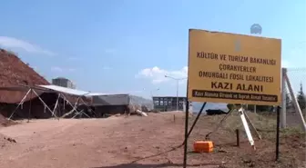 8 Milyon Yıllık Fosilleri Avrupa'da Tanıtacak