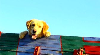 Sevimli Köpeğin Kamyonla Yolculuğu