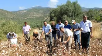 Söke Ovasında Pamukta Çifte İlk Hasat Sevinci