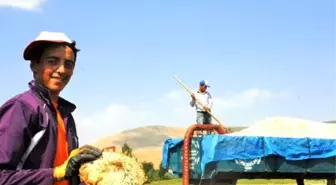 Çiftçi, Ay Çekirdeği Hasadı İçin Tarlaya İndi