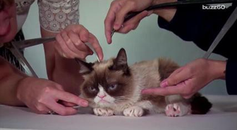 Grumpy Cat's Getting A Wax Figure At Madame Tussauds, And Looks Totally Unimpressed