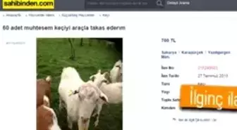 Sahibinden takaslı keçiler, arabayı getir keçileri götür