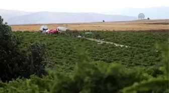 Bin Bir Emek Ürünü: 'Peygamber Üzümü'