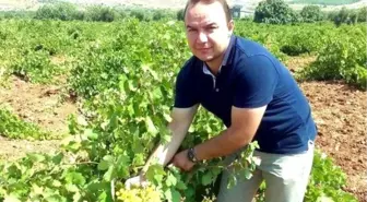 Üzüm Rekoltesi Düşük