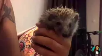 Çok Tatlı Kirpi - Kemal Ekşioğlu ve Paylaşımları