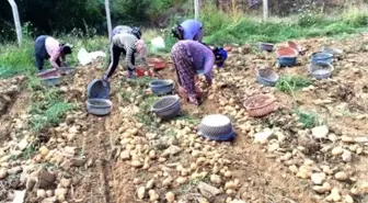 Yaylada Patates Hasadı Başladı