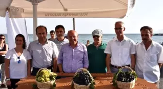 Tekirdağ'ın En Güzel Üzümleri Seçildi