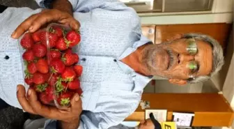 Burhaniyeli Çifti Çileğini Beğenmeyenden Para Almıyor