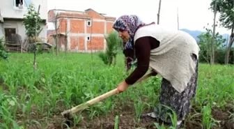 Sarımsak Fiyatlarına Büyük 'Turşu' Zammı