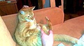 Kendi Suratına Tekme Atan Şapşik Kedi