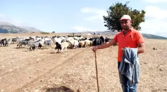 Başlık Parasıyla Dolandırılan Çobanı Polis Kurtardı