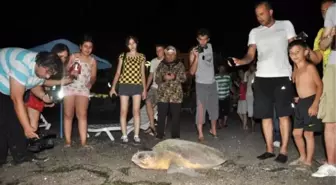 Fethiye'de 2 Bin Yavru Caretta Denizle Buluşturuldu