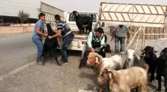 Kahramanmaraş'ta Keçi Hırsızları Yakalandı