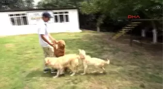 Samsun Köpeklere 'İnsanmış Gibi' Davranmayın Uyarısı