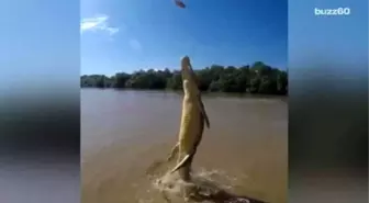 Watching This Croc Launch İtself Out Of The Water Will Give You Serious Nightmares