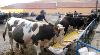 Yozgat'ta Kurbanlıklar Satışa Çıktı