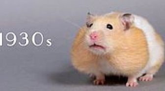 60 Saniyede Hamsterların Son 100 Yıldaki Değişimleri