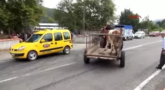 Bartın'da Kurbanlıklar Satışa Çıktı