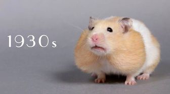 Hamsterların 60 Saniyede Son 100 Yıldaki Değişimleri