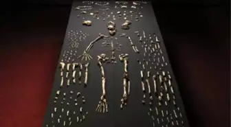 Homo Naledi: İnsanlığın Evrim Yolculuğunun Yeni Üyesi