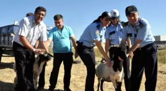 Adıyaman'da Polisler, Şehitler İçin 11 Koyun Kesip, Etleri Dağıttı