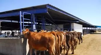 Afyonkarahisar'da Hayvan Pazarı Boş