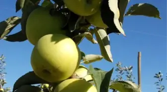 Niğde Elması, Üreticinin Yüzünü Güldürecek