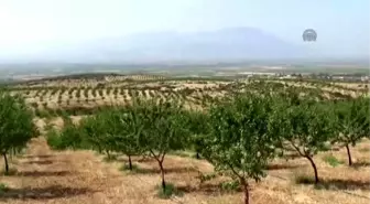 Manisa da Badem Hasadı Başladı
