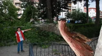 Tokat'ta Fırtınaya Dayanamayan Asırlık Çınar Ağacı Devrildi