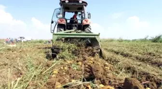 Doğal Afet ve Hastalık Patatesi Vurdu