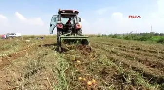 Sandıklı Doğal Afet ve Hastalık Patatesi Vurdu